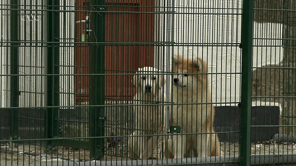 Tierheim Pfaffengrün Rüde Giki, Welpendame Dalia und zwei Katzenbabys