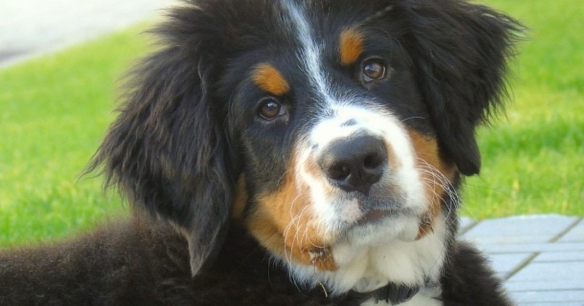 Bayern Das Sind Die Beliebtesten Hundenamen Im Freistaat Tvo De