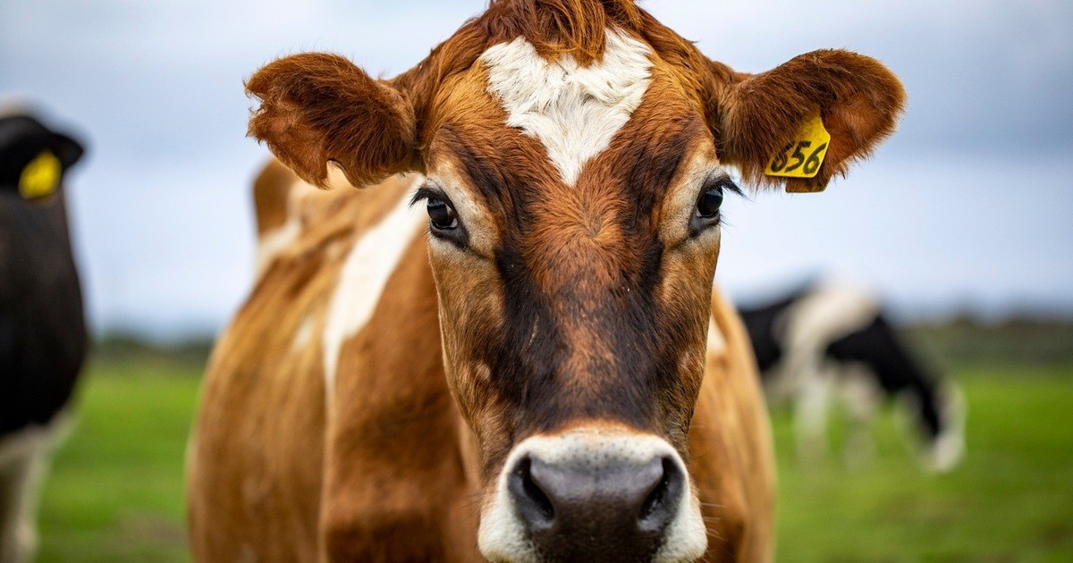 Kulmbach: Shamonda virus detected in several dairy farms