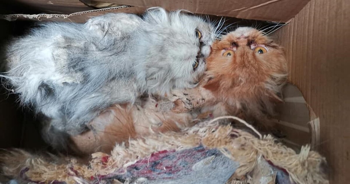 Tierquälerei in Bayreuth Zwei Katzen in einem luftdichten Paket