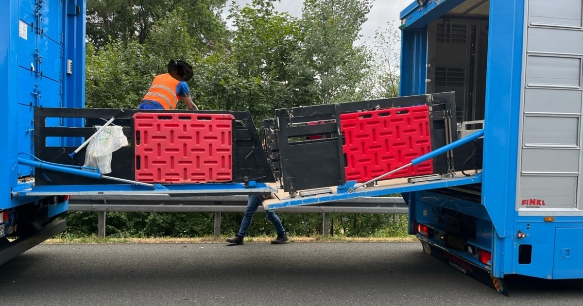 Stadelhofen: Schweinetransporter legt Verkehr lahm – 160 Tiere müssen auf ...