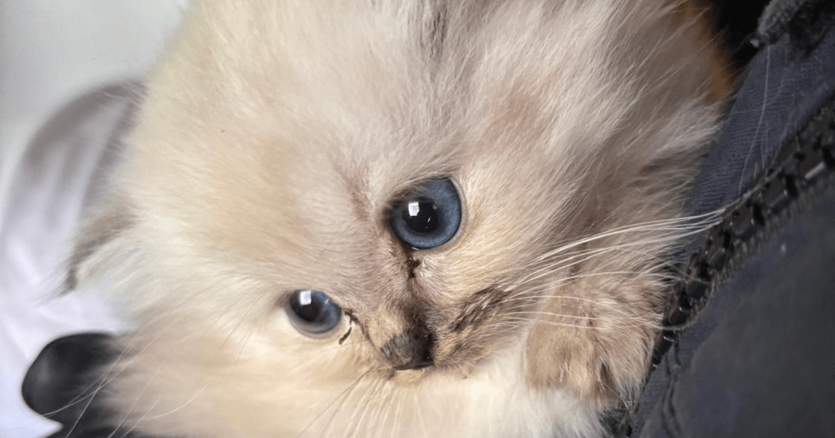 Schönwald: Katzenbabys aus verwahrloster Wohnung gerettet