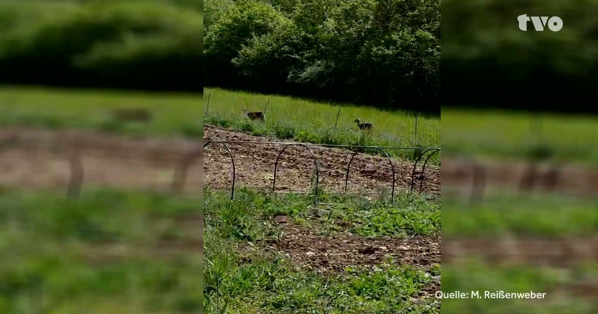 Coburg: Voracious mouflon in Löbelstein