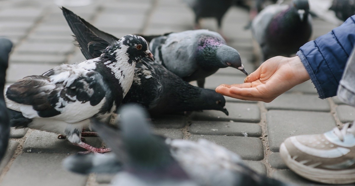 Feeding pigeons is prohibited: City of Hof reiterates ban