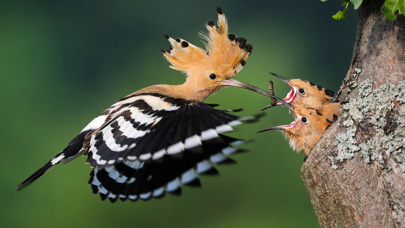 — © Shutterstock / Stockfoto / Symbolbild