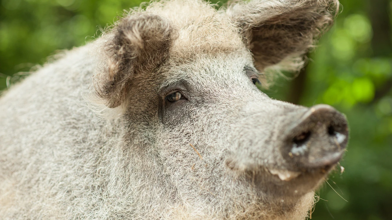 — © Shutterstock / Stockfoto / Symbolbild