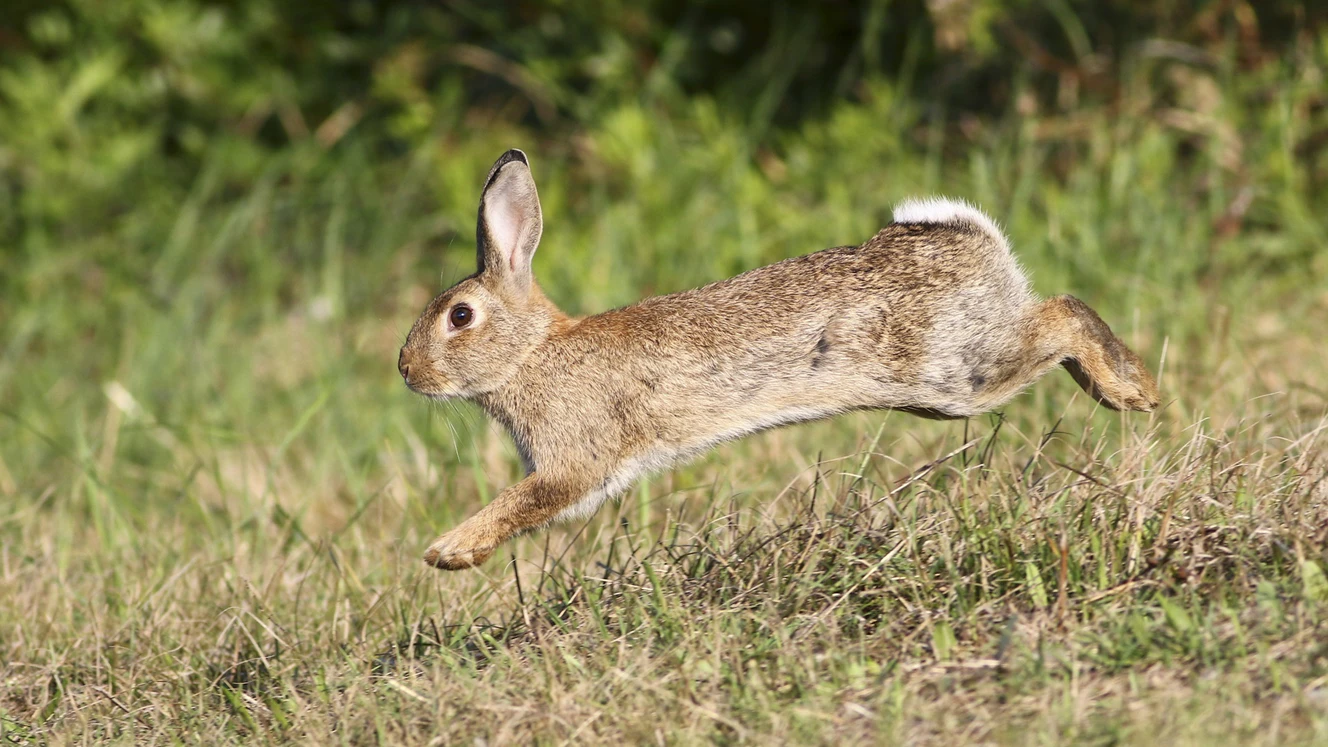 Feldhase, Hase, Kaninchen, Hasenpest, Wildkaninchen, Wildtier, Natur — © Shutterstock / Stockfoto / Symbolfoto