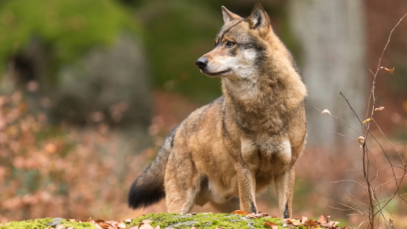  — © Shutterstock/John Ceulemans