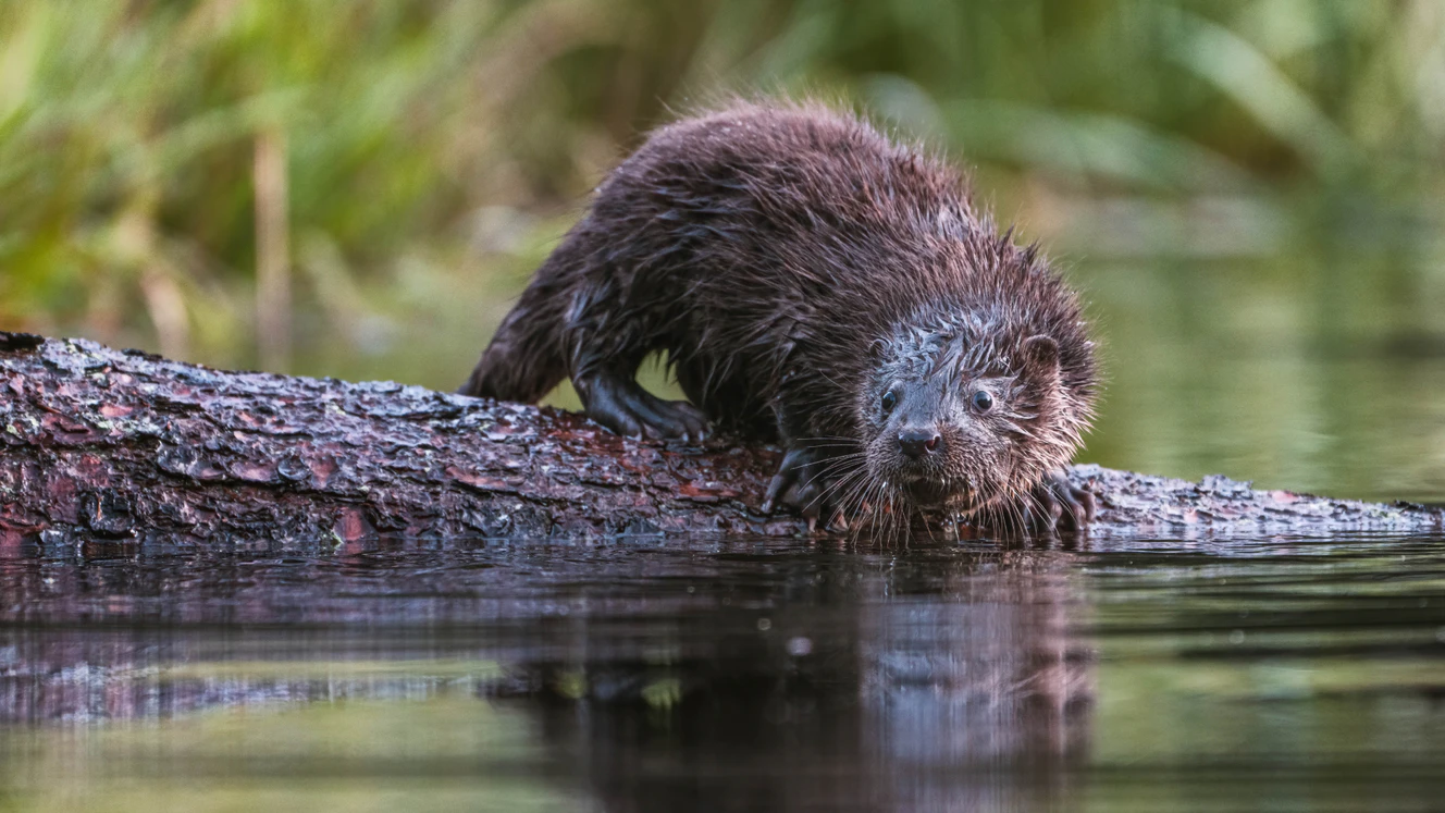 — © Shutterstock / Stockfoto