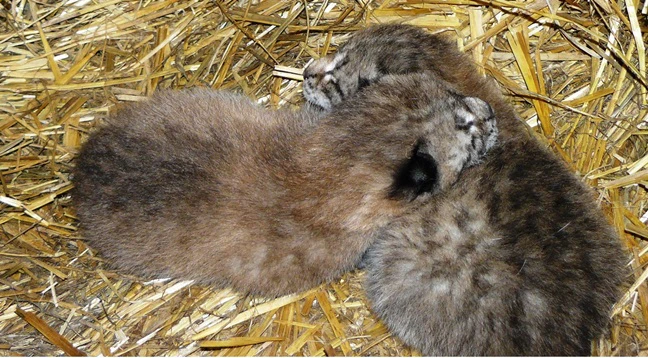 — © Wildpark Mehlmeisel