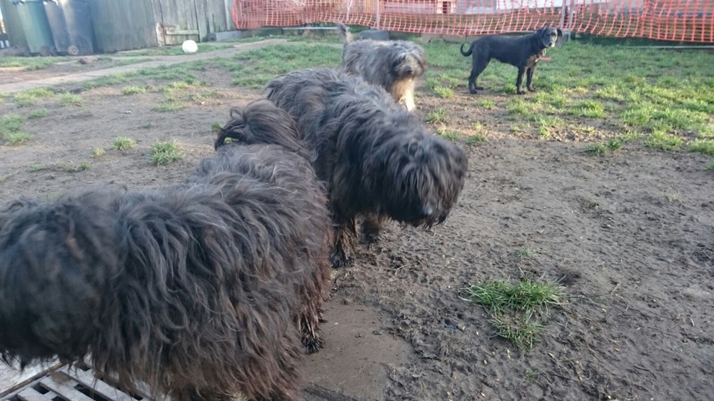 Oberkotzau (Lkr. Hof) Polizei rettet elf Hunde! tvo.de