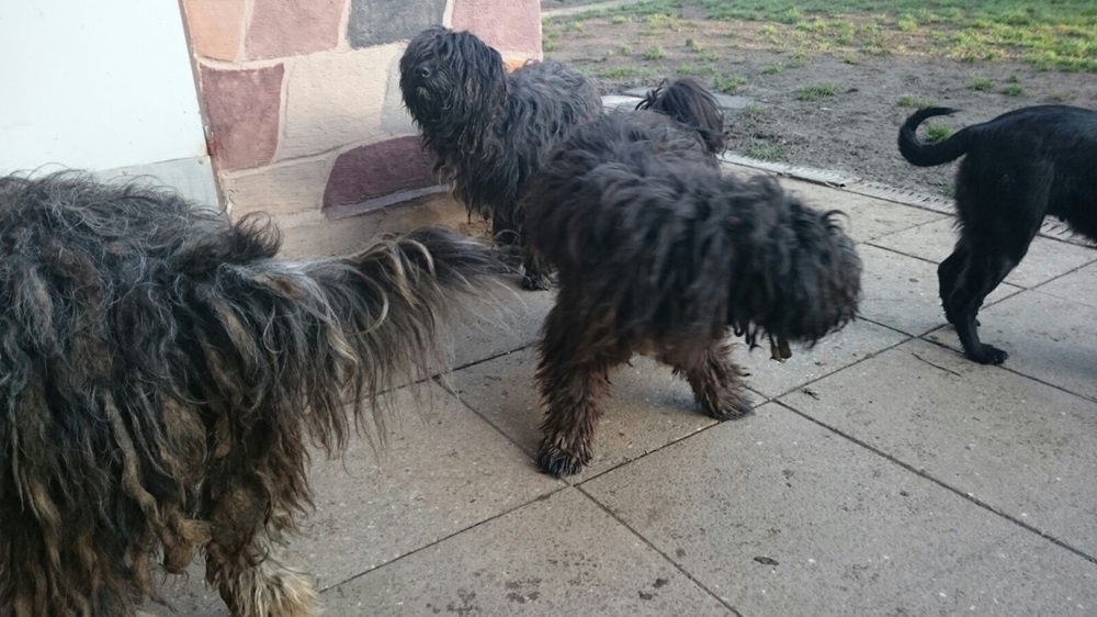 Oberkotzau (Lkr. Hof) Polizei rettet elf Hunde! tvo.de