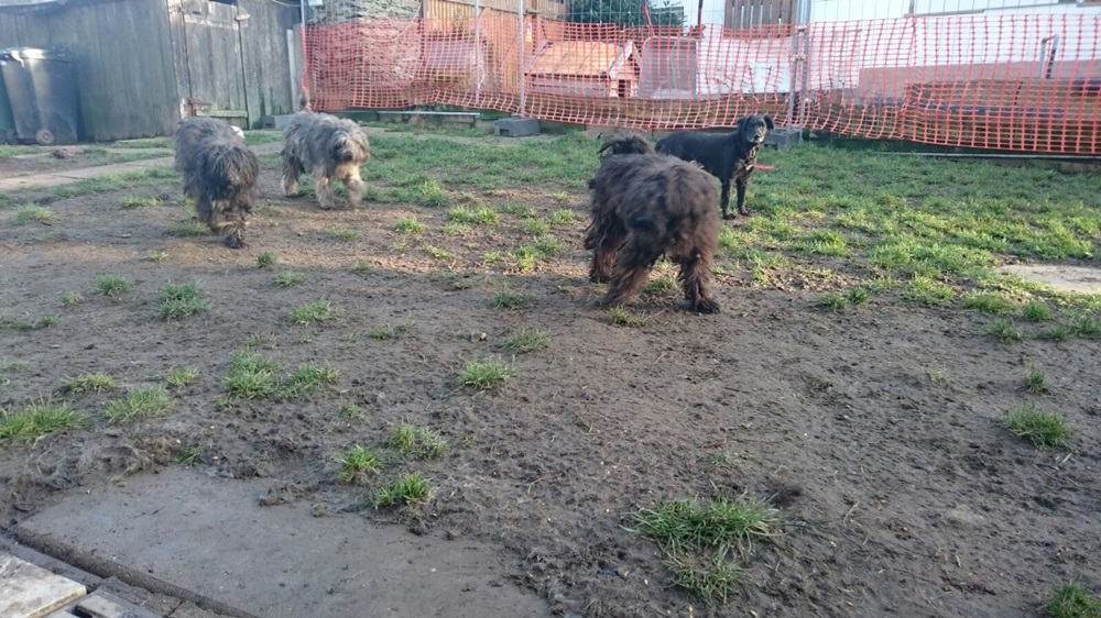 Oberkotzau (Lkr. Hof) Polizei rettet elf Hunde! tvo.de