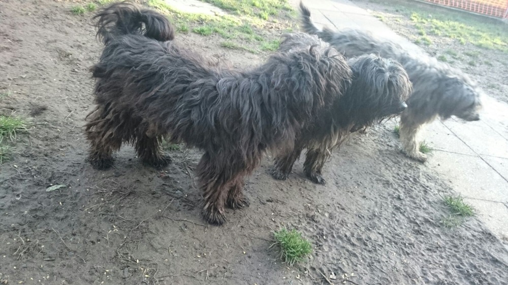 Oberkotzau (Lkr. Hof) Polizei rettet elf Hunde! tvo.de